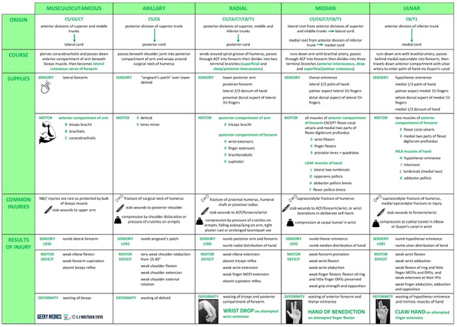 Innervatie bovenste extremiteiten
