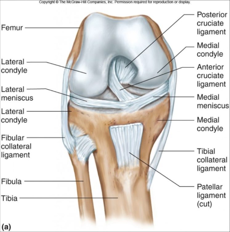 Knee Joint Ligaments Anatomy Knee And Ankle Anatomy Musculoskeletal With Seegmiller At