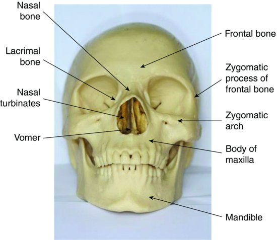 Skull-Anatomy-pocketdentistry.com_.jpg