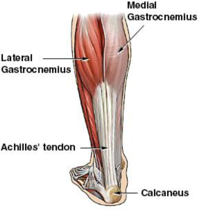Achilles Tendon Rupture Verpleegkundig Specialisten Spoedeisende Hulp achilles-tendon-rupture-verpleegkundig-specialisten-spoedeisende-hulp