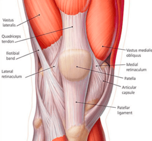 Quadriceps-Tendon-Anatomy-300x280.png