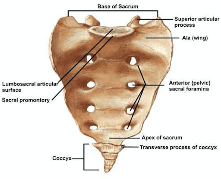 Sacrum-Anatomy-orthbullets.com_.png