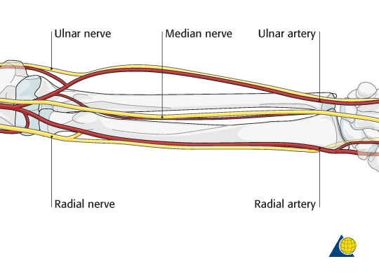 Forearm-Anatomy-nerves-and-arteries-AO-Surgery-Reference.gif